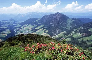 Austrian: AUSTRIAN TYROL - scenic view and Rhodededron ferrugineum