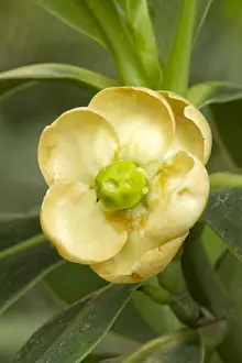 Theales: Autograph tree (Clusia rosea)