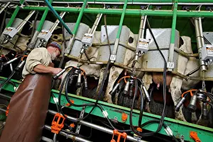 Milked: Automated Milking Cows Vosges Breitenbach
