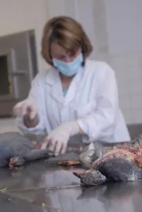 Mask: Autopsie guineafowl in veterinary laboratory France