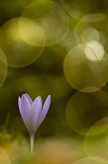 Huesca: Autum crocus (Colchicum montanum), Fanlo, Huesca