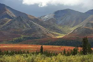 Denali: Autum landscape with mountain range in the back