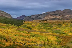 Aspen: Autumn Aspen groves with Red Mountain in Glacier