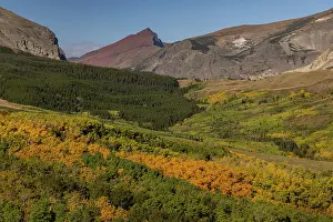 Foothill: Autumn Aspen groves below Red Mountain in Glacier National