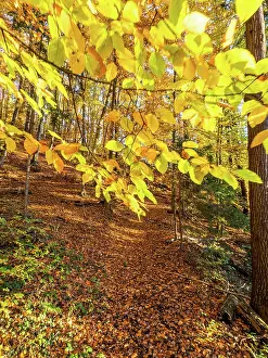 Soil: Autumn atmosphere, autumn leaves on a branch, trees