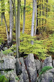 Natur: Autumn atmosphere in the rugged rocky landscape