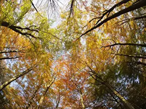 Fisheye: Autumn Beech Forest - fisheye view Fagus Sylvatica