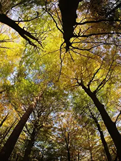 Canopy: Autumn Beech Forest - fisheye view Fagus Sylvatica