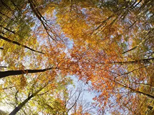 Canopy: Autumn Beech Forest - fisheye view Fagus Sylvatica