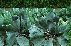 Ardea London: AUTUMN CABBAGE