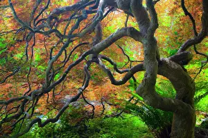 Braided: Autumn color Maple trees, Victoria, British