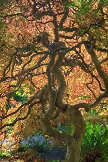 Braided: Autumn color Maple trees, Victoria, British