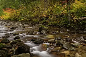 Danita Delimont: Autumn color along Skate Creek in the Gifford Pinchot