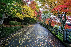 Prefecture: Autumn-colored trees and autumn leaves on the street