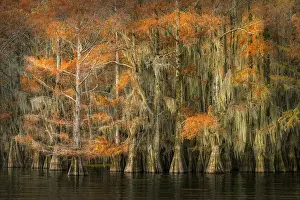 Caddo Lake: Autumn colors on Caddo Lake, Texas. Worlds largest bald