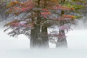Adam Jones: Autumn colors on Caddo Lake, Texas. Worlds largest bald