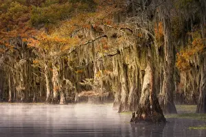Adam Jones: Autumn colors on Caddo Lake, Texas. Worlds largest bald