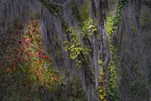 Adam Jones: Autumn colors on Caddo Lake, Texas. Worlds largest bald