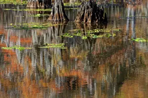 Adam Jones: Autumn colors on Caddo Lake, Texas. Worlds largest bald