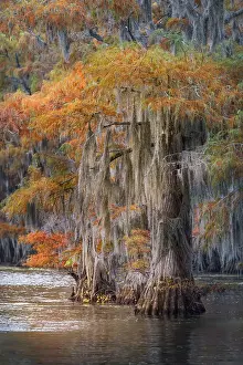 Adam Jones: Autumn colors on Caddo Lake, Texas. Worlds largest bald