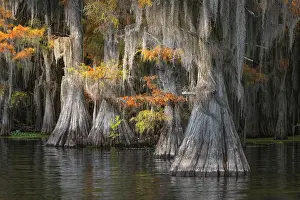 Adam Jones: Autumn colors on Caddo Lake, Texas. Worlds largest bald