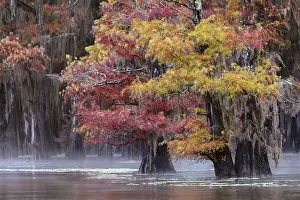 Adam Jones: Autumn colors on Caddo Lake, Texas. Worlds largest bald