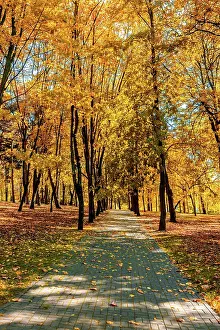 Flare: Autumn colors, fall in park with yellow leaves foliage trees