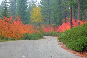 Sale: Autumn colors of forests in The Cascade