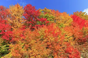 Maples: Autumn colors, Maples (Acer), Indian Summer, Algonquin