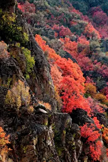 Populus: Autumn colors in Rocky Mountains, Wyoming