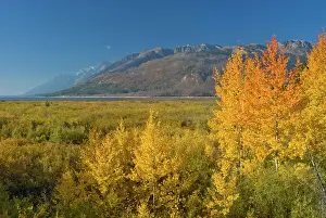 Aspens: Autumn colour on aspens