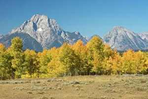 Aspens: Autumn colour on aspens with Grand Teton range beyond