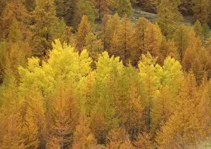 Larches: Autumn colour: Black poplars surrounded by common