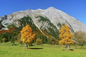 Maples: Autumn-coloured maples (Acer), at Groier Ahornboden