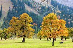Acer: Autumn colouring, mountain maple (Acer pseudo plantanus)