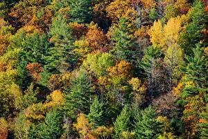 Leave: Autumn colours, Haliburton, Ontario