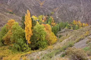 Gully: Autumn colours - trees in autumn foliage grow in
