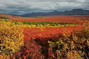 Mountained: Autumn colours in the tundra, Denali National Park