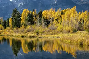 Teton: Autumn cottonwood trees reflecting on beaver pond
