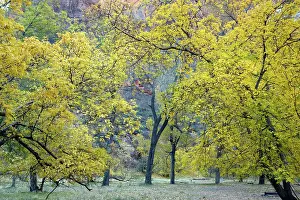 Cottonwoods: Autumn in Cottonwoods / poplars and box elders
