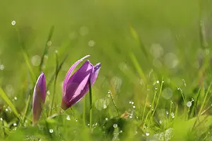 Naked: Autumn Crocus