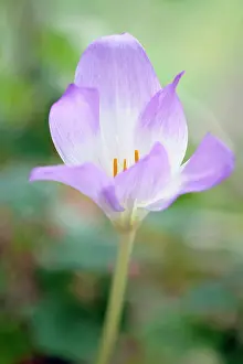 Colchicum: Autumn crocus, Colchicum Rosy Dawn, Close side
