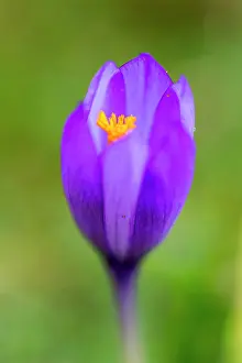 Iridaceae: Autumn crocus (Crocus nudiflorus), Llanes, Asturias