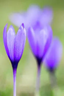 Iridaceae: Autumn crocus (Crocus nudiflorus), Llanes, Asturias