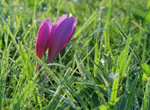 Autumnale: Autumn crocus - growing on meadow covered with morning dew