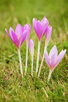 Autumnale: Autumn Crocus / Meadow Saffron - in flower, september