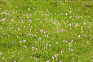 Autumnale: Autumn Crocus / Meadow Saffron - in flower - September