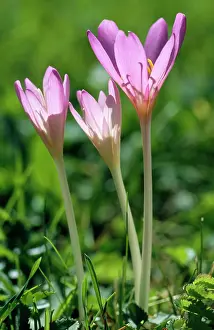 Properties: Autumn Crocus / Meadow Saffron - has medicinal