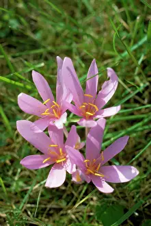 Properties: Autumn Crocus / Meadow Saffron - has medicinal