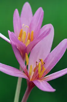 Properties: Autumn Crocus / Meadow Saffron - has medicinal